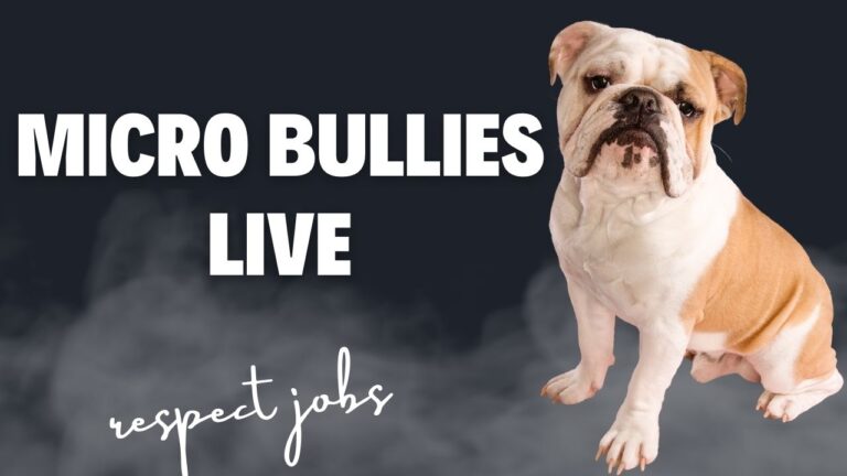 how long do micro bullies live : 2023 Best Guide to Their lifespan