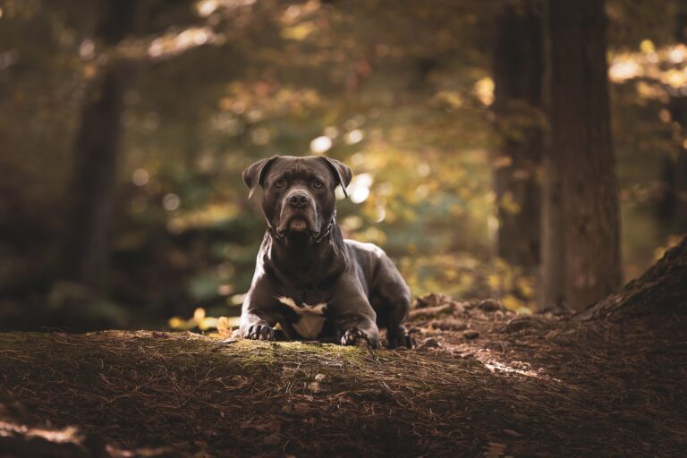 American Bully Female Names: 2023 Choosing the Perfect Name for Your Beloved Pet