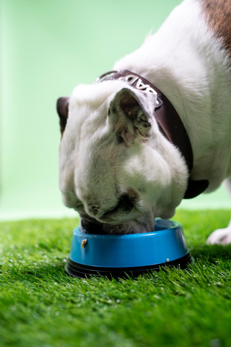 Best Dry Dog Food for American Bully Puppy: A Guide to Healthy Nutrition