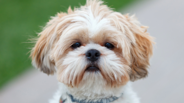 Why Shih Tzu Are Not the Worst Dogs ?An In-Depth Guide