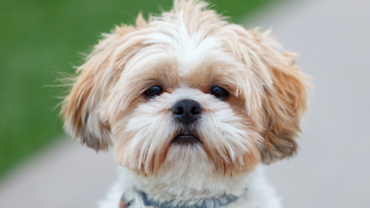 Why Shih Tzu Are Not the Worst Dogs