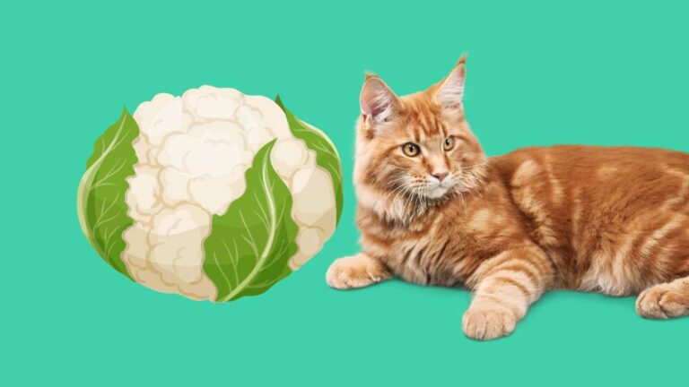 Can Cats Eat Cauliflower?