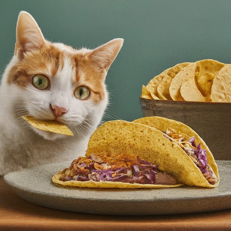 can cats have tortillas ?