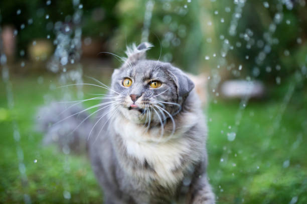 do cats like the rain ?