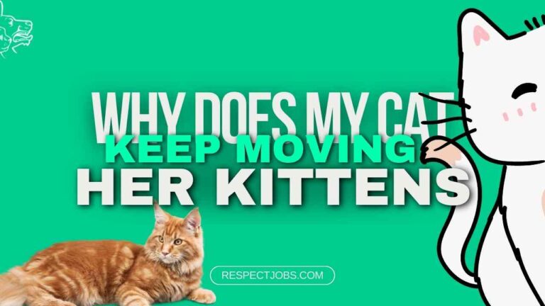 why does my cat keep moving her kittens?