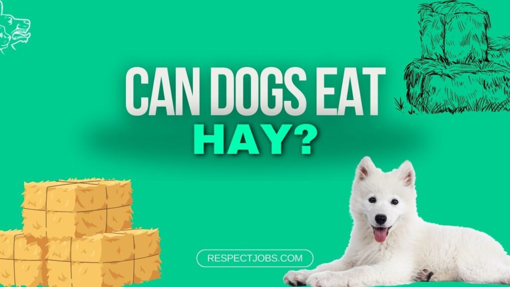 Can Dogs Eat Hay The Truth Behind this Common Question