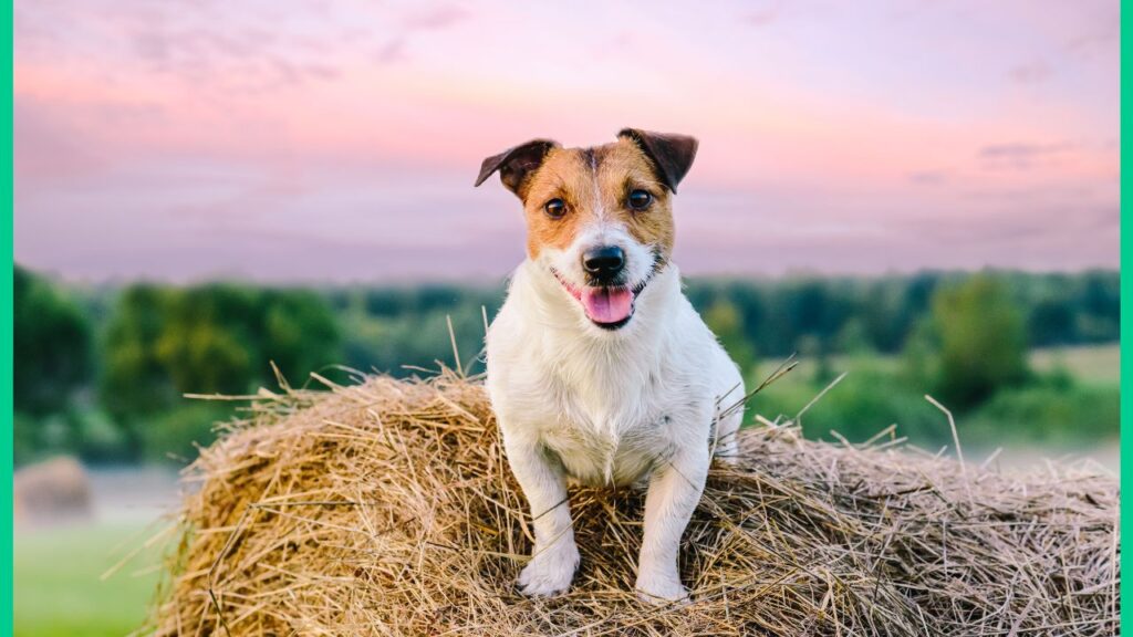 Can Dogs Eat Hay The Truth Behind this Common Question