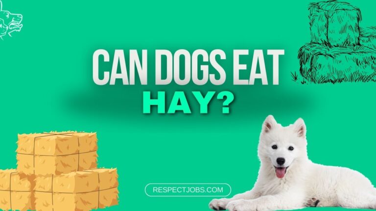 Can Dogs Eat Hay? The Truth Behind this Common Question