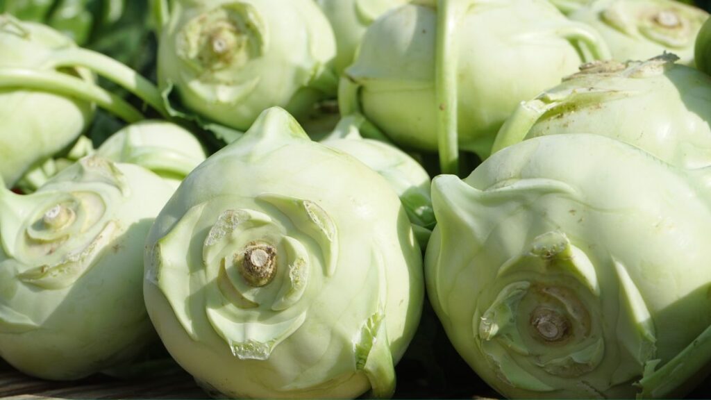 Can Dogs Eat Kohlrabi Exploring the Benefits and Risks